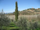 Panorama dagli olivi