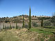 Veduta oliveto nello sfondo il paese di Soiana