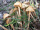 Funghi raccolti nel terreno