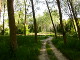 Poplar woods and wild truffle ground