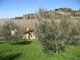 Olive grove with the farmhouse and village of Soiana in the distance