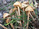 Mushrooms picked from the grounds