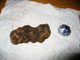 White truffle (Picus Magnatum) from the truffle ground