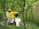 Making honey