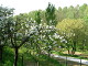 Fruit trees in spring